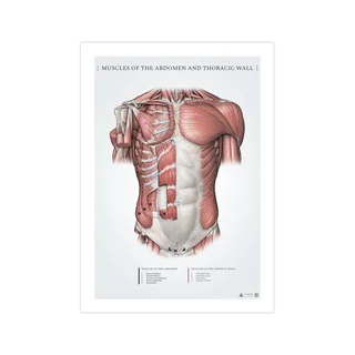 Břišní a povrchové prsní svaly - anatomický plakát 50x70mm