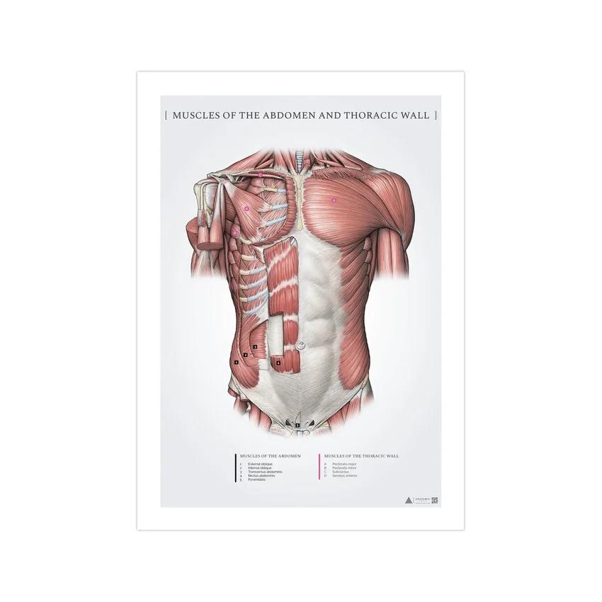 Břišní a povrchové prsní svaly - anatomický plakát 50x70mm