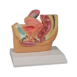 Model ženského břicha v příčném řezu, v životní velikosti
