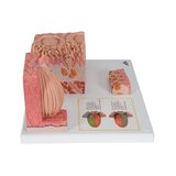 Mikroanatomie - jazyk