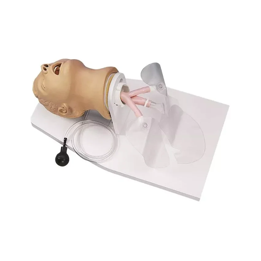 Model intubace pro dospělé