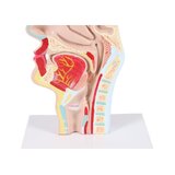 Anatomický model úst a krku