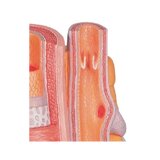 Mikroanatomie - tepna a žíla