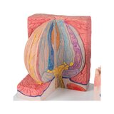 Mikroanatomie - jazyk