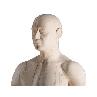Akupunkturní model 70 cm pro profesionální použití