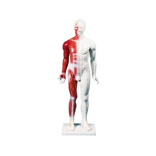 Čínská akupunkturní figurka, muž, 80 cm