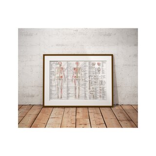 Anatomie pohybového aparátu ve švédštině a latině