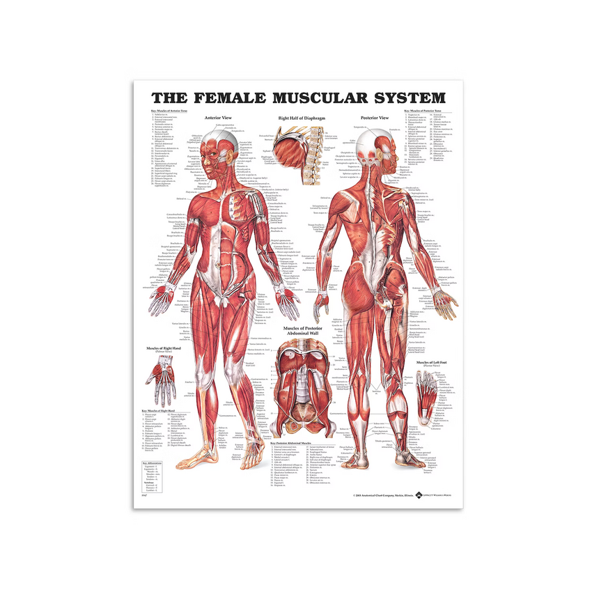 Ženské svaly - Anatomie plakát 51x66 cm