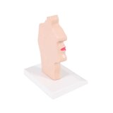 Anatomický model úst a krku
