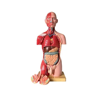 Trup, obě pohlaví, anatomický model z 15 částí, 43 cm