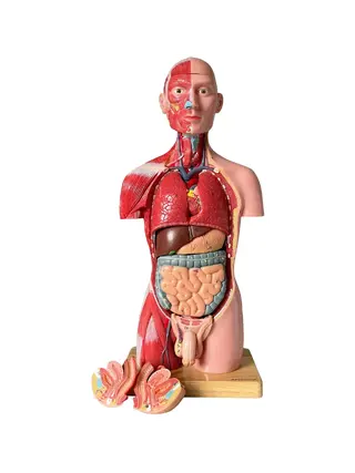 Trup, obě pohlaví, anatomický model z 15 částí, 43 cm