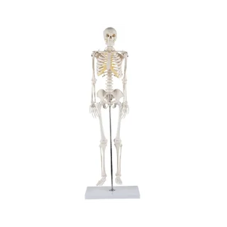85 cm vysoký model kostry s vysokou detailní výbavou