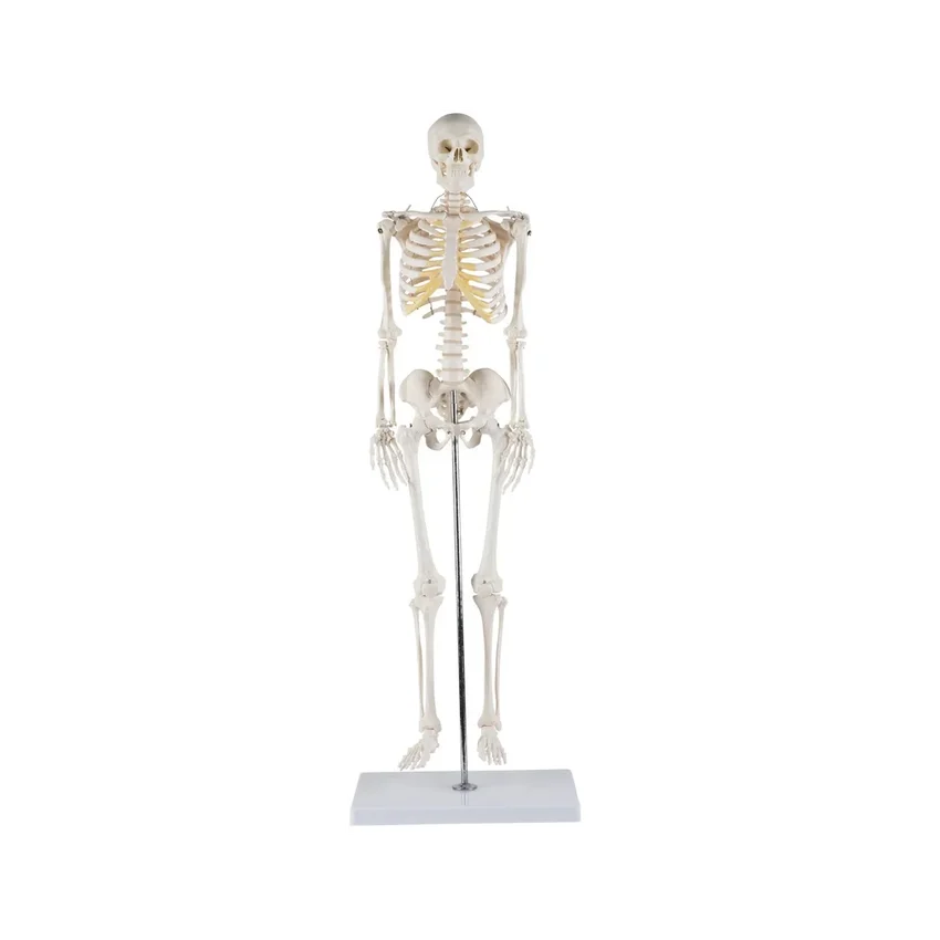 85 cm vysoký model kostry s vysokou detailní výbavou