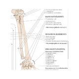 Anatomie pohybového aparátu ve švédštině a latině