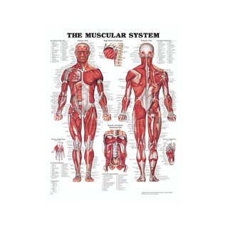 Anatomická tabule - Svaly (Svalový systém)
