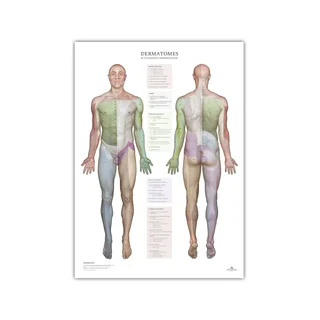 Dermatomy a oblasti inervace kůže - plakát 50x70 cm