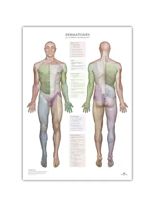 Dermatomy a oblasti inervace kůže - plakát 50x70 cm