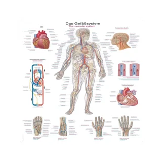 Plakát cévního systému, 50x70 cm