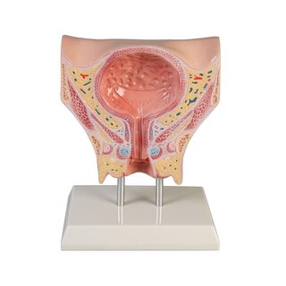 Anatomický model ženského močového měchýře