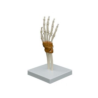 Anatomický model - Ruka