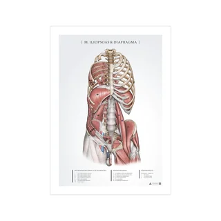 Anatomický plakát - Iliopsoas a bránice