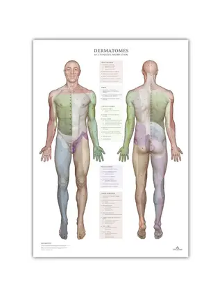 Dermatomy a oblasti kožní inervace