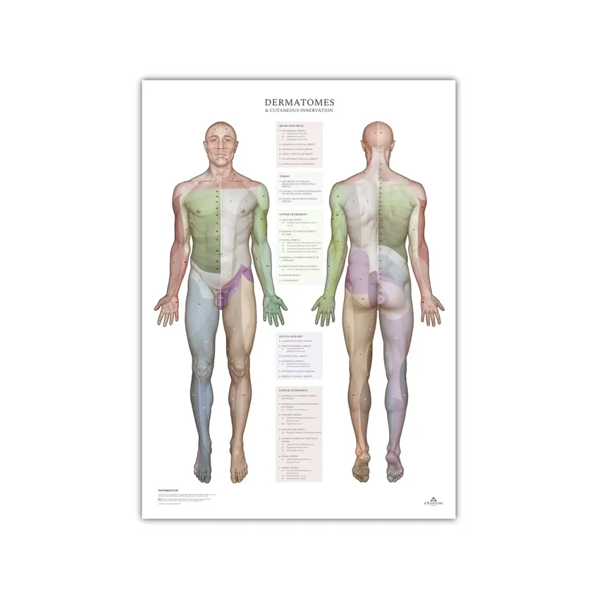 Dermatomy a oblasti kožní inervace