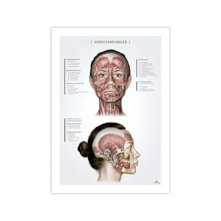 Obličejové svaly u žen, anatomický plakát 50x70mm