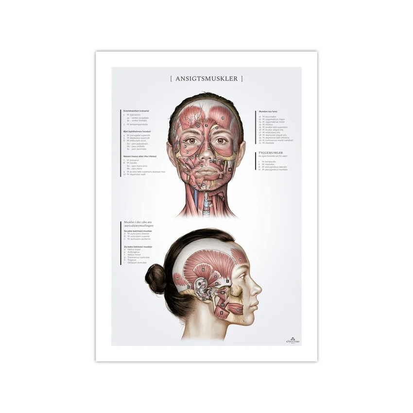 Obličejové svaly u žen, anatomický plakát 50x70mm