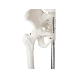 85 cm vysoký model kostry s vysokou detailní výbavou