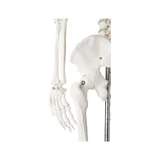 85 cm vysoký model kostry s vysokou detailní výbavou