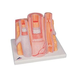 Mikroanatomie - tepna a žíla