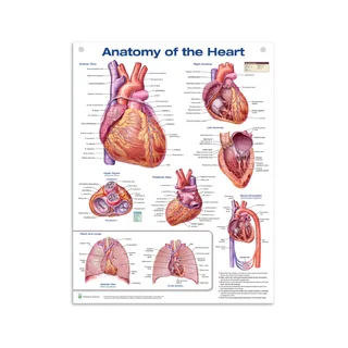Plakát s anatomií srdce z vysoce lesklé PET plastové fólie v angličtině (Anatomie srdce)