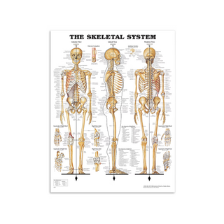 Anatomický plakát - Plakát s kostrou z vysoce lesklé PET plastové fólie