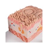 Mikroanatomie - jazyk