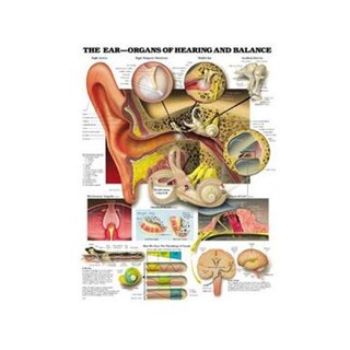 Anatomie ucha, sluch a funkce rovnováhy laminovaný plakát v angličtině