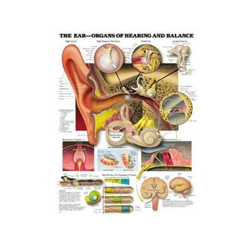 Anatomie ucha, sluch a funkce rovnováhy laminovaný plakát v angličtině