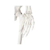 85 cm vysoký model kostry s vysokou detailní výbavou