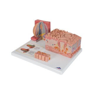 Mikroanatomie - jazyk