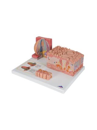 Mikroanatomie - jazyk