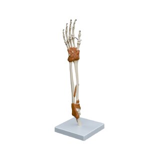 Anatomický model - Ruka a loketní kloub