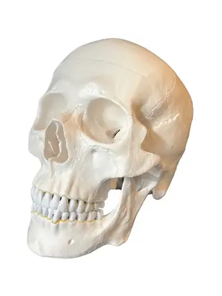 Anatomický model lebky pro dospělého