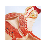 Anatomický model ženských genitálií