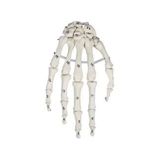 Kostra ruky s číslováním kostí