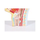 Anatomický model úst a krku