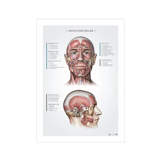 Obličejové svaly, anatomické záznamy 50x70mm