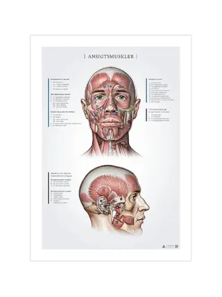 Obličejové svaly, anatomické záznamy 50x70mm