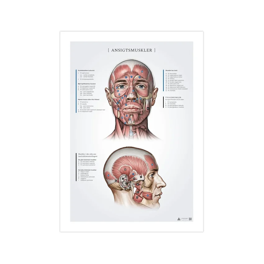 Obličejové svaly, anatomické záznamy 50x70mm