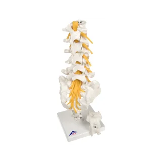 Flexibilní model bederních obratlů, křížové kosti a kostrče - 3B Scientific