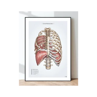 Anatomie plakátu - Dýchací sval bránice a žeberní svaly